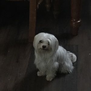 Meet your Posher, Blanca
